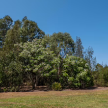 Lush green trees and shrubs under a clear blue sky. The diverse foliage creates a peaceful landscape, ideal for quiet contemplation and nature walks.