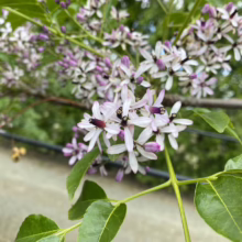 Fragrant Chinaberry tree blossoms in spring. Close-up of delicate, star-shaped flowers with pale lavender petals and dark purple centers against lush green foliage.