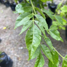 Close-up of a vibrant green curry leaf plant branch, showcasing its delicate, pinnate leaves. The plant is potted, suggesting cultivation, and the background shows other plants in black nursery pots.
