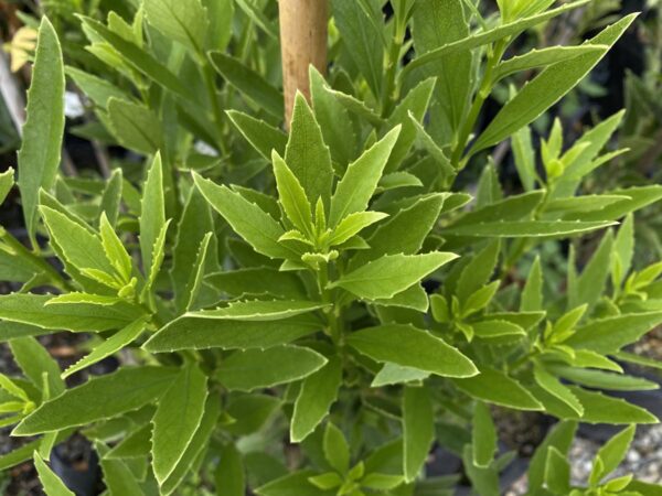 <i>Melicytus chathamicus</i>
