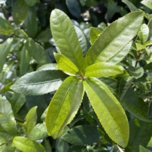 Close-up of a lush green shrub with textured, serrated leaves, showcasing its vibrant color and healthy foliage. The leaves are densely packed, creating a full and vibrant plant.