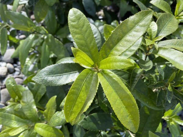 <i>Melicytus ramiflorus</i> - Image 2