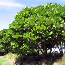 Meryta sinclairii (Puka) large tree.
