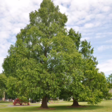 Lush green trees stand tall on a sunny day, their leaves full and vibrant against a backdrop of blue sky and fluffy white clouds. A building is visible in the background, adding depth to the serene landscape.