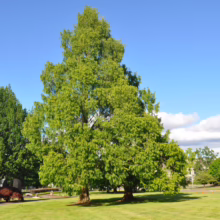 Lush green park landscape featuring a large, vibrant tree with a full canopy under a bright blue sky. A grassy lawn stretches out, dotted with other trees and a sculpture, creating a serene outdoor scene.