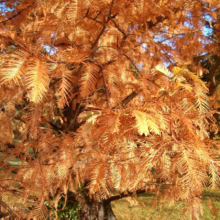 Golden dawn redwood tree in autumn, its needle-like leaves a vibrant orange against a backdrop of green grass and a hint of blue sky. The tree's textured bark is visible at its base.
