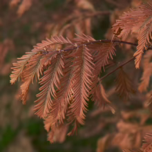 Close-up of vibrant, copper-colored bald cypress foliage in autumn. Delicate needles create a soft, textured effect against a blurred green and brown background.
