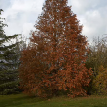 A tall, pyramidal oak tree displays its vibrant autumn foliage, a rich tapestry of copper and brown against a backdrop of a cloudy sky and green lawn.