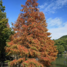 A vibrant bald cypress tree displays its autumn colors, reflected in the water. The tree's foliage transitions from green to orange and red, contrasting with the blue sky and the distant green hills.