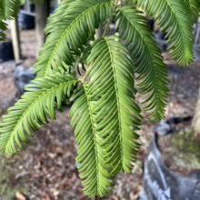 Bright green Metasequoia glyptostroboides foliage, also known as dawn redwood, cascades down in feathery fronds. The tree's delicate leaves are vibrant against a background of blurred trees in pots at a plant nursery.