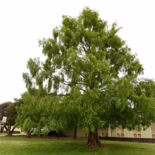 Lush green weeping willow tree in a park-like setting. The tree's cascading branches create a beautiful, natural canopy, with a building visible in the background. A path winds through the grass, inviting exploration.