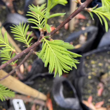 Close-up of a young Bald Cypress tree branch showing delicate, light green needles. The branch is supported by a bamboo stake, with rows of potted saplings in the background.