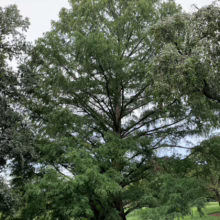 A majestic bald cypress tree stands tall on a lush green lawn, its trunk thick and textured with exposed roots. The tree's foliage is dense and vibrant, reaching towards a cloudy sky.