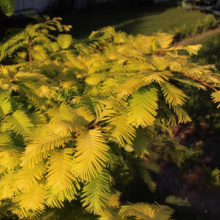 Golden foliage of a 'Gold Rush' Dawn Redwood tree glows in the sunlight. The feathery, bright yellow-green leaves create a vibrant scene in this garden setting.