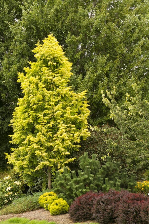 <i>Metasequoia glyptostroboides</i> 'Gold Rush' - Image 3