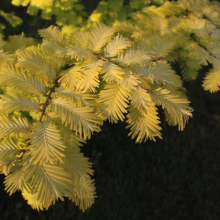 Golden Dawn Bald Cypress foliage glows in sunlight. Feathery, light green leaves cascade from branches against a dark green backdrop.