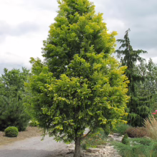 A vibrant 'Golden Totem' Japanese cedar tree stands tall with bright yellow-green foliage. The evergreen's pyramidal shape and unique color make it a striking landscape feature, surrounded by a rock garden and other greenery.
