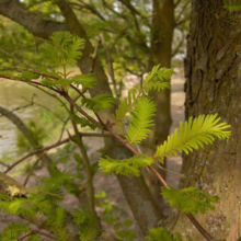 Close-up of vibrant green Bald Cypress foliage against textured bark, with a serene pond visible in the blurred background. The image captures the fresh, natural beauty of the tree's new growth.