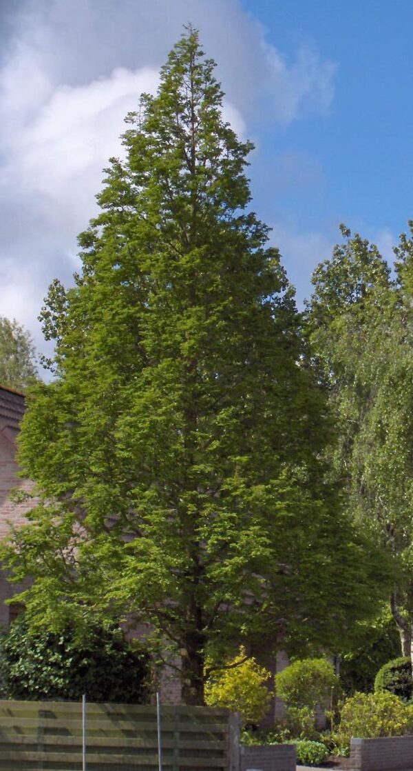 <i>Metasequoia glyptostroboides</i> 'Sheridan Spire'