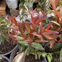 Glossy red and green leaves of an Australian Rose Apple plant, glistening with water droplets in a nursery setting. The vibrant foliage adds a splash of color.