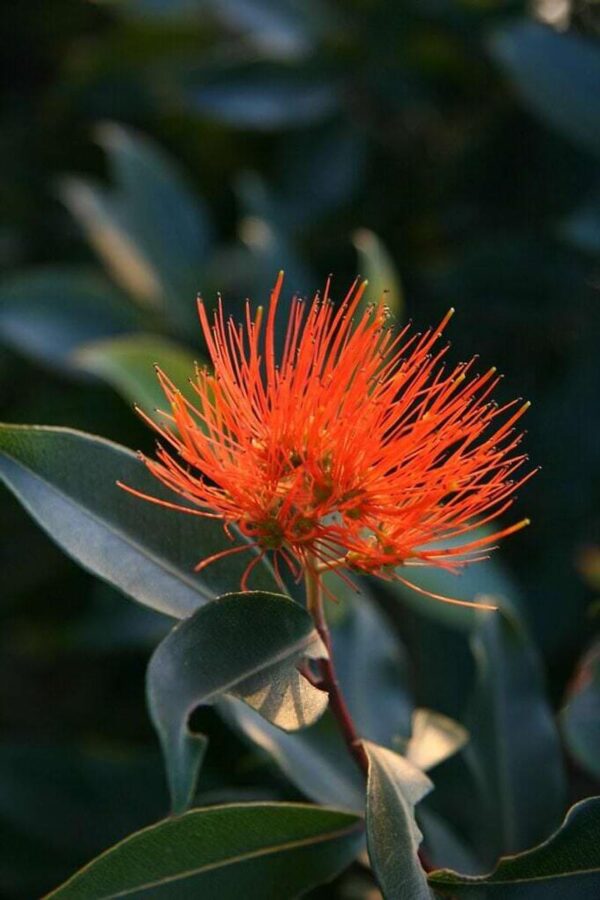 <i>Metrosideros collina</i> 'Fiji Fire'