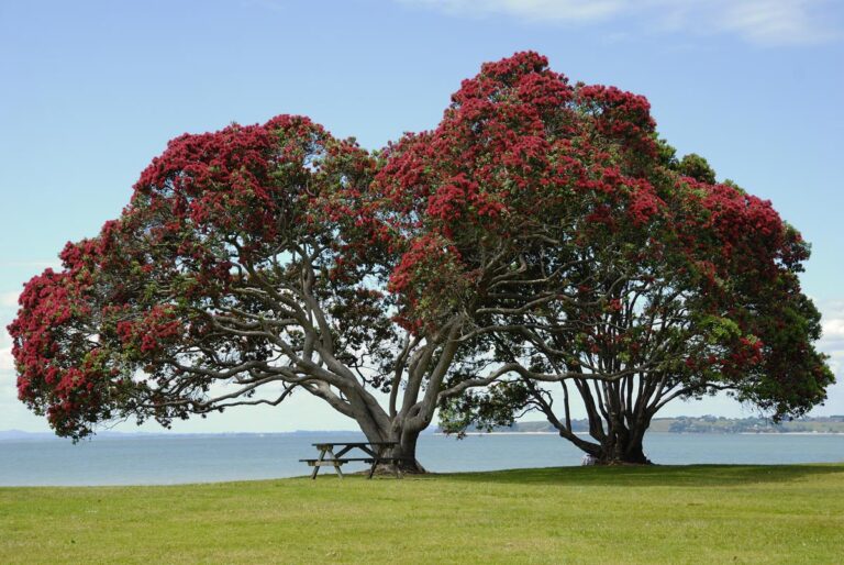Metrosideros excelsa (Pōhutukawa) at beach.
