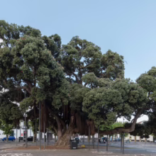 Metrosideros excelsa (Pōhutukawa) tree