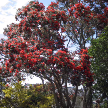 Metrosideros excelsa (Pōhutukawa) flowering