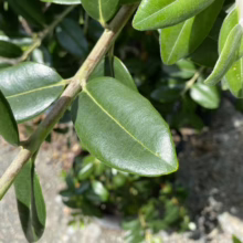 Metrosideros excelsa (Pōhutukawa) leaf
