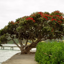 Metrosideros excelsa (Pōhutukawa)