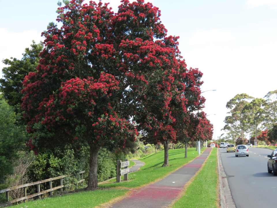 Metrosideros excelsa (Pōhutukawa) on street
