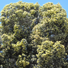 Metrosideros excelsa 'Aurea' (Pōhutukawa) foliage.