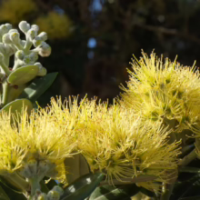 Metrosideros excelsa 'Aurea' (Pōhutukawa) flowers.