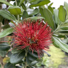 Metrosideros excelsa 'Lighthouse' (Pōhutukawa) flower.