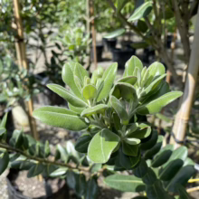 Close-up of a Pittosporum crassifolium tree with glossy, oval-shaped leaves and small, red berries, showcasing its dense foliage and ornamental appeal.