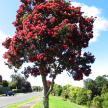 Metrosideros excelsa 'Lighthouse' (Pōhutukawa) single tree.