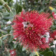 Metrosideros excelsa 'Maori Princess' (Pōhutukawa) Flower