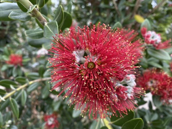 <i>Metrosideros excelsa</i> 'Māori Princess' - Image 3