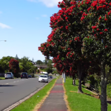 Metrosideros excelsa 'Maori Princess' (Pōhutukawa) in full bloom.