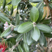 Metrosideros excelsa 'Maori Princess' (Pōhutukawa) Foliage