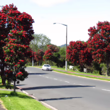 Metrosideros excelsa 'Maori Princess' (Pōhutukawa)