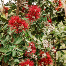 Close-up of vibrant red Pohutukawa flowers blooming amidst green foliage. The unique, spiky blossoms create a striking contrast with the soft, silvery leaves, capturing the essence of a New Zealand summer.