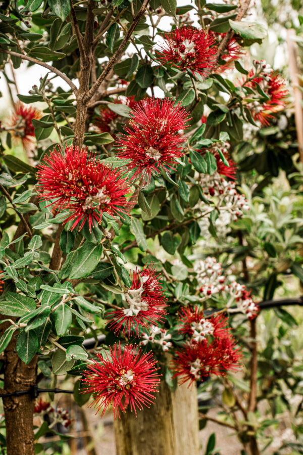 Metrosideros excelsa 'Maori Princess' (Pōhutukawa) Flower
