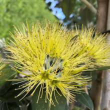 Golden Penda flower clusters, a vibrant yellow bloom with long, radiating stamens, stand out against the dark green leaves and a blurred natural background. The tree trunk is visible on the right.
