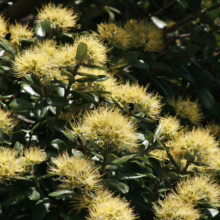 Golden Pōhutukawa flowers bloom vibrantly amidst glossy green leaves. The dense clusters of spiky, yellow blossoms create a striking display in this New Zealand native tree.