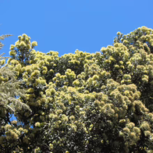 Lush pohutukawa tree canopy bursts with cream-colored flowers against a bright blue sky. A smaller, silvery-leaved tree peeks in from the left, adding textural contrast to the vibrant scene.