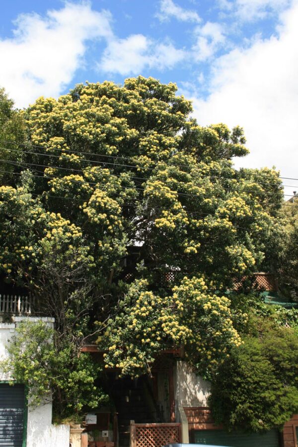 <i>Metrosideros excelsa</i> 'Moon Maiden'