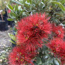 Close-up of vibrant red Pohutukawa flowers, native New Zealand Christmas bush, against a backdrop of lush green foliage and nursery plants.