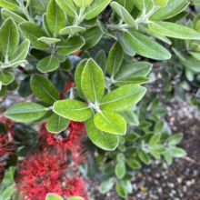 Close-up of a vibrant Pohutukawa plant with bright red flowers and soft, light green leaves. The foliage is dense and textured, creating a lush, natural scene.
