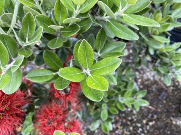 <i>Metrosideros excelsa</i> 'Scarlet Pimpernel' - Image 3